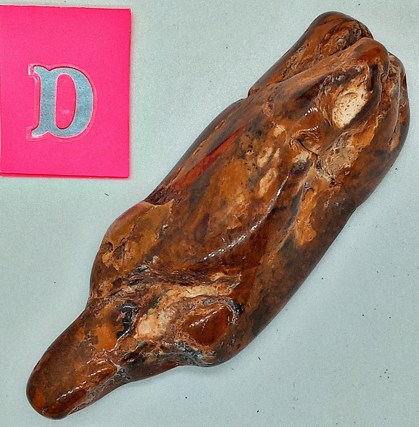 HUGE! Petrified Wood - Choose your Own Tumbled Petrified Wood! Polished stones and crystals!