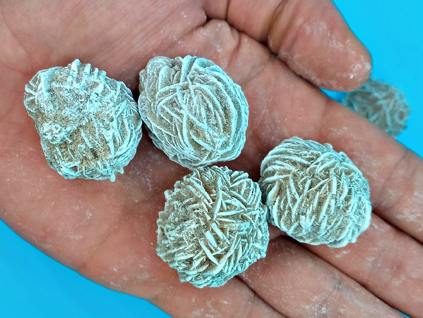 Desert Rose! Choose from two (2) sizes of our Natural Desert Rose crystals and stones. Quality Barite Rose - Selenite Rose crystals