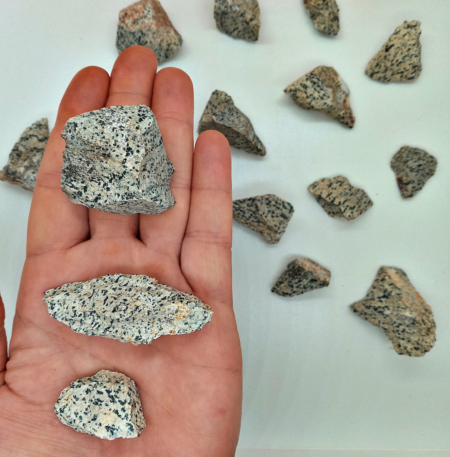 Dalmatian Jasper raw Crystals! Choose from two (2) sizes of quality, all-natural, rough Dalmatian Jasper!  The Dalmatian Stone.