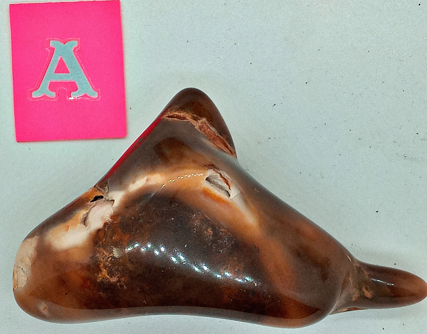 HUGE! Petrified Wood - Choose your Own Tumbled Petrified Wood!  Polished stones and crystals!