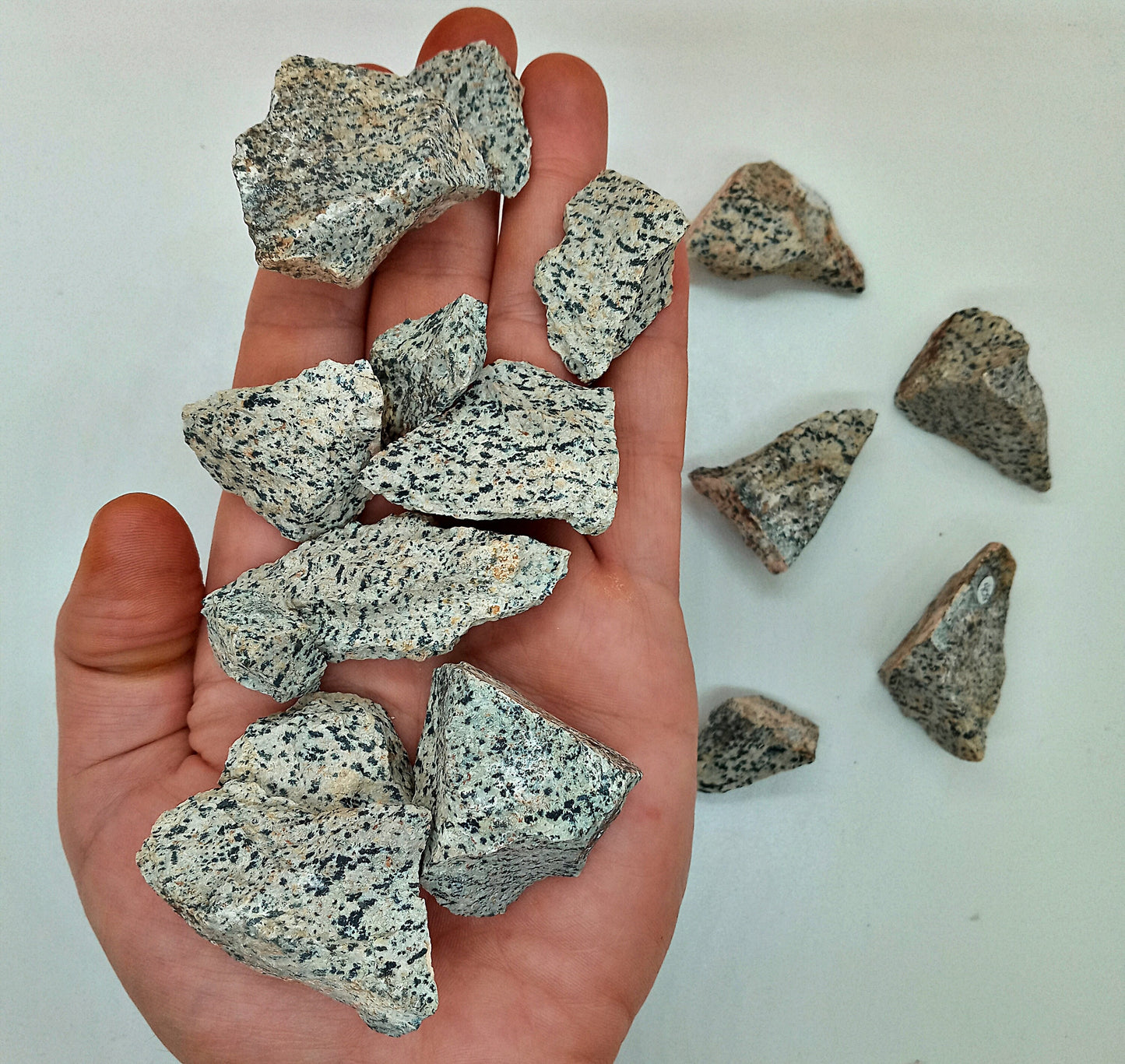 Dalmatian Jasper raw Crystals! Choose from two (2) sizes of quality, all-natural, rough Dalmatian Jasper!  The Dalmatian Stone.