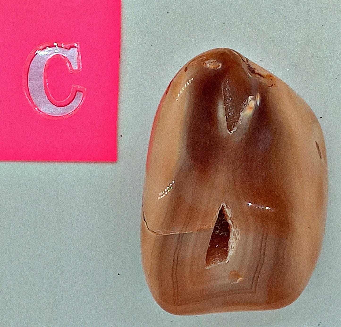 HUGE! Petrified Wood - Choose your Own Tumbled Petrified Wood!  Polished stones and crystals!