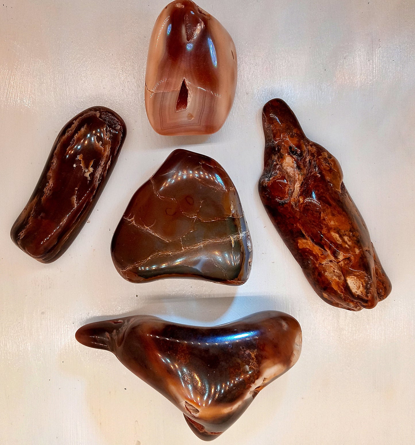 HUGE! Petrified Wood - Choose your Own Tumbled Petrified Wood!  Polished stones and crystals!